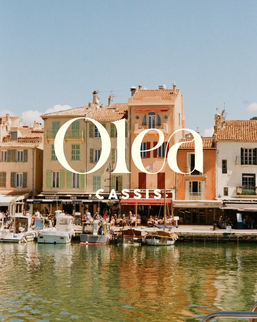 Olea Cassis — Cassis